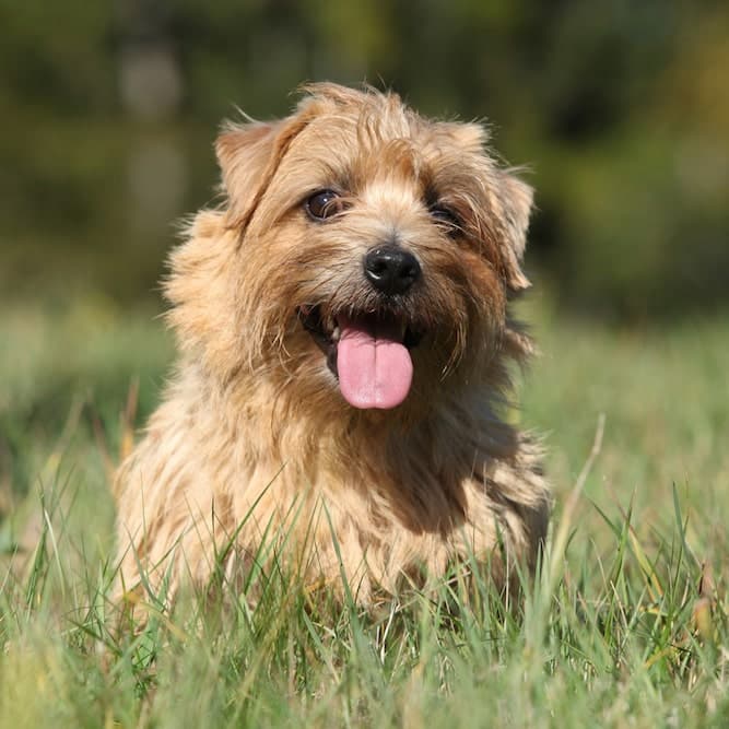 Happy Norfolk Terrier Temperament in Park