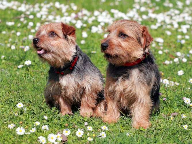 Photo of Two Norfolk Terriers in the Park