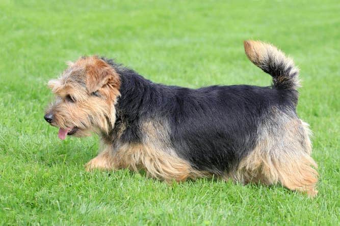 Photo Norfolk Terrier Dog in Park