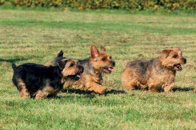 Photo Norfolk Terrier Dogs Running