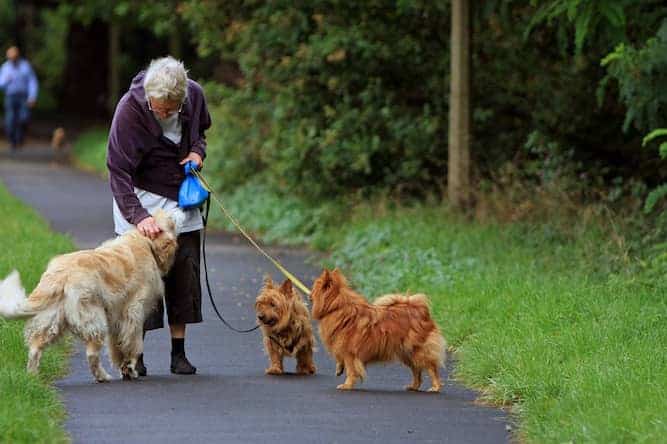 Photo of two Companionable Australian Terrier in Park with Woman and other dog | Dog Temperament