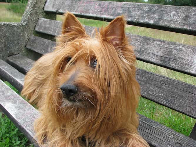 Photo of an Alert Australian Terrier on Park Bench | Dog Temperament
