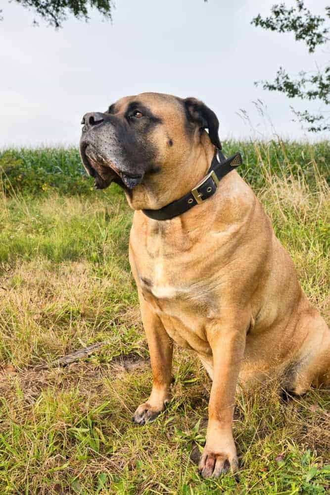 how much is a south african boerboel