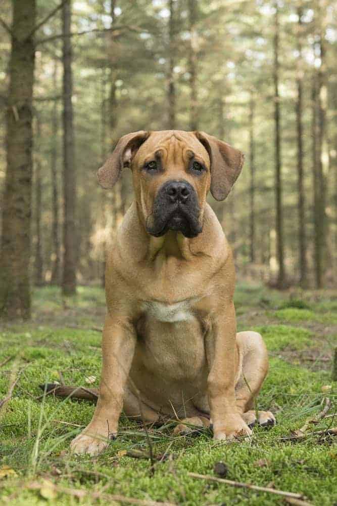 Photo of Boerboel Dog sitting in the Woods | Confident Temperament