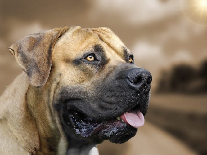 Portrait of a Boerboel Dog