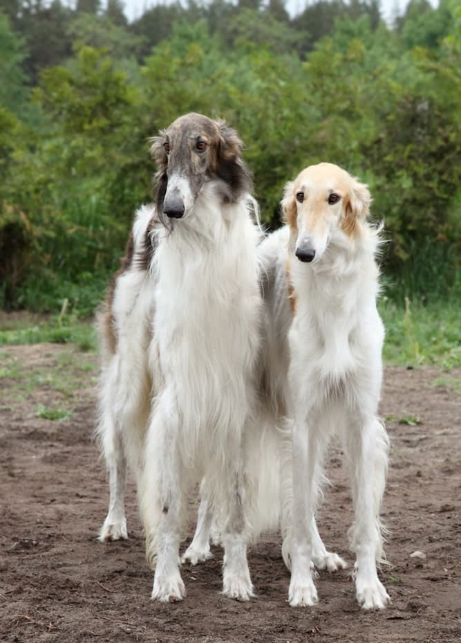 Photo of two Borzois | Respectful Temperament