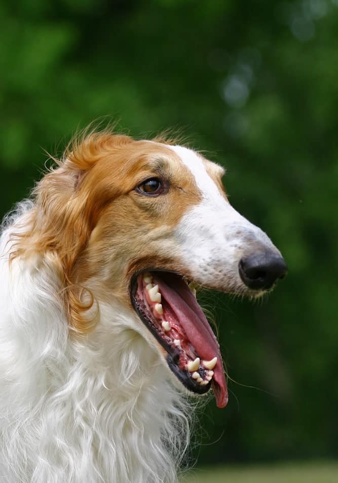 Photo of Headshot of a Borzois Dog with open jaws