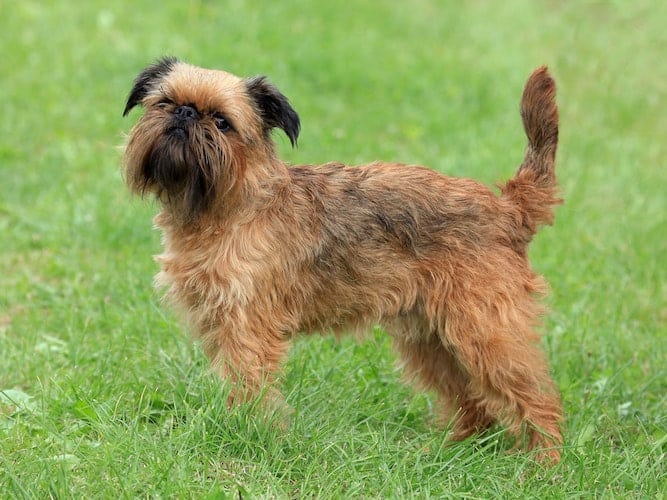 Photo of Brussels Griffon in the Park | Watchful Temperament