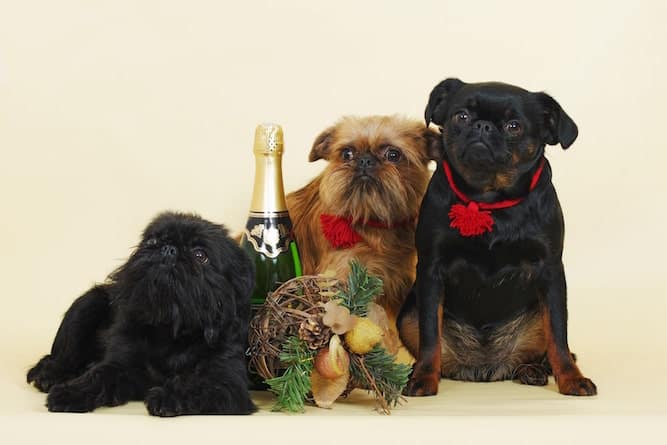 Photo of 3 Brussels Griffon Celebrating with Champange