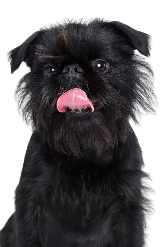 Photo of a Black Brussels Griffon with Tongue extend