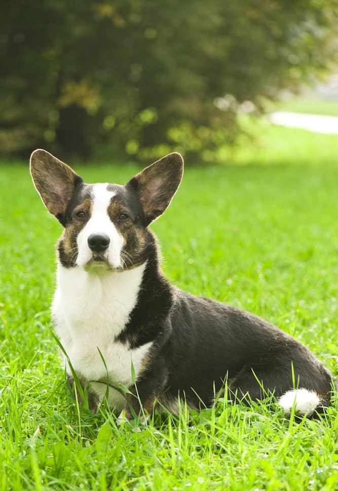 Photo of Cardigan Welsh Corgi Sitting on Grass Outside |Loyal Temperamanet