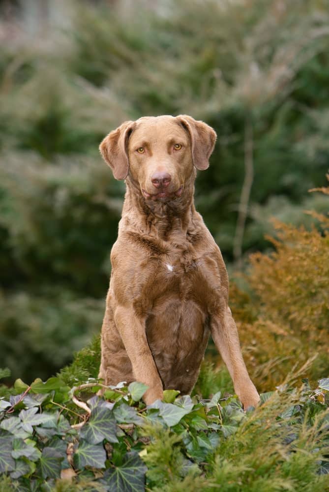 Photo of Dominant Chesapeake Bay Retriever On Guard