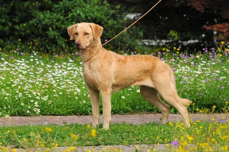 Photo of the Protective Chesapeake Bay Retriever