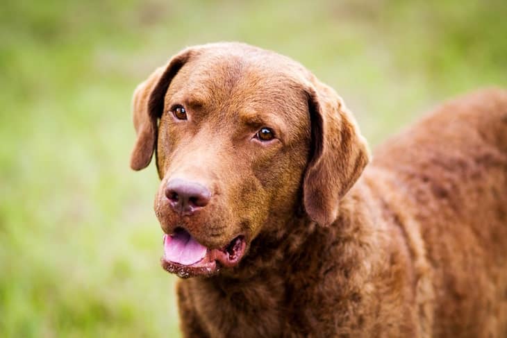  Portrait of Chesapeake Bay Retriever | Affectionate Temperament