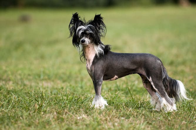 Photo of Black and White Chinese Crested Dog in Park