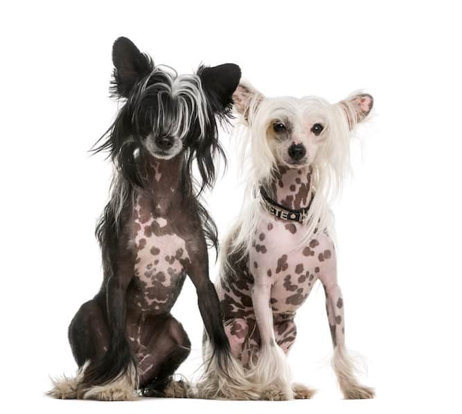 Photo of Two well groomed hairless Chinese Crested | Happy Temperament
