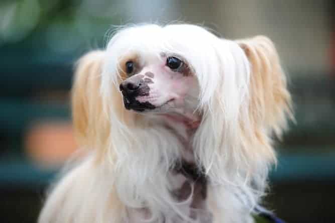 Photo ofWhite Chinese Crested Powderpuff Dog