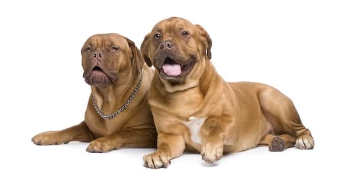 Photo of Two Dogues De Bordeaux