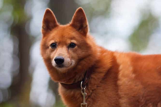Portrait of the Intelligent Finnish Spitz | Dog Temperament