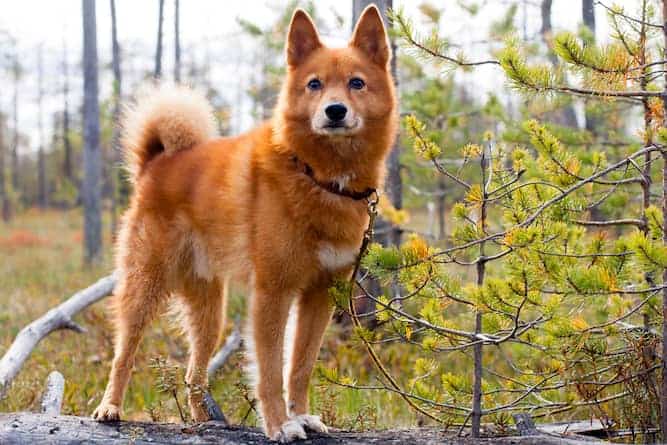 Photo of Independent  Finnish Spitz in woods| Dog Temperament