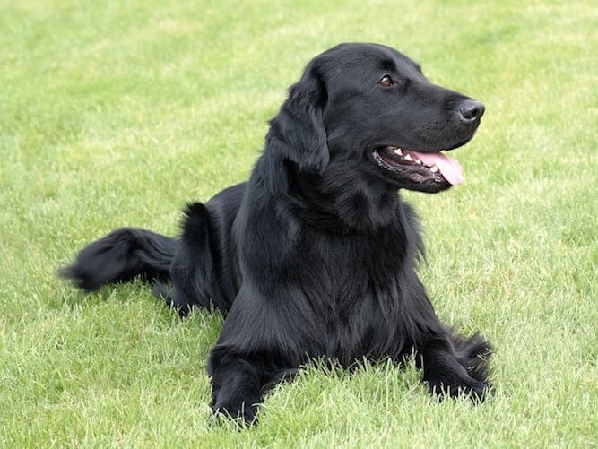 Photo of a Black Flat Coated Retriever relaxing on grass