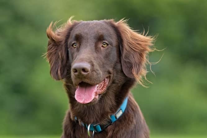 Portrait of Chocolate Flat Coated Retriever