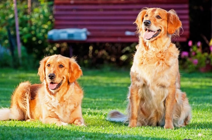 Photo for Two Beautiful Golden Retrievers Hanging Out In Yard