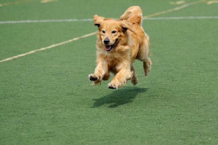Photo of A Golden Retriever At Dog Show | Energetic Golden Retriever Temperament