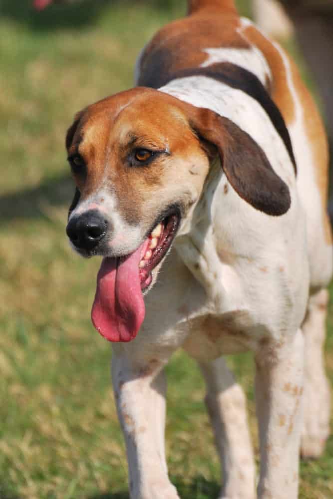 are american foxhounds good with other dogs