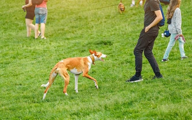 Photo of Ibizan Hound in the Park