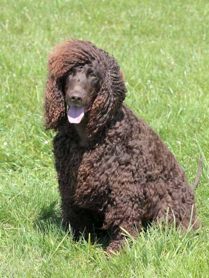 Irish Water Spaniel Temperament Ready For A Curious Intelligent