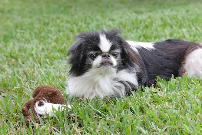 Photo of Japanese Chin Playing Outside