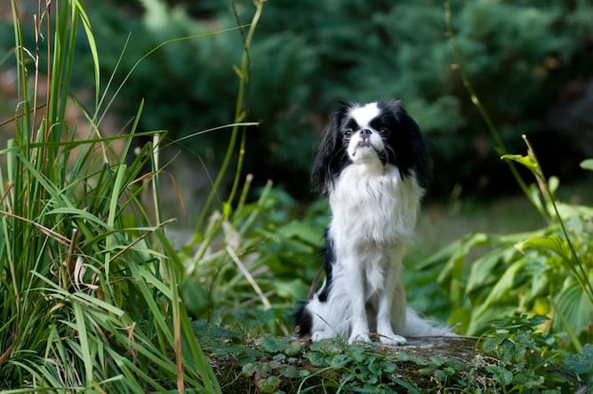 Photo of Japanese Chin Sitting in the Garden