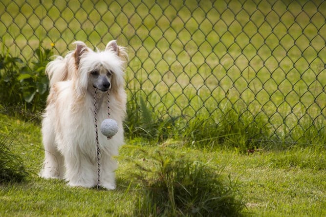 Photo of White Chinese Crested Powderpuff Dog in the Park