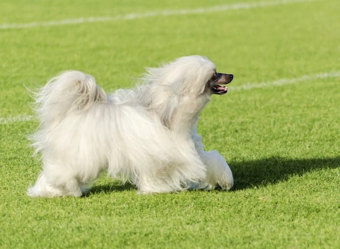 Photo of White Chinese Crested Powderpuff Dog in the Park Running