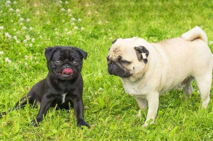 Photo of Black and Cream Colored Pugs in Grass