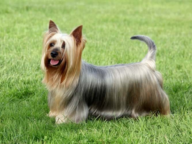 Photo of a Well Groomed Friendly Australian Silky Terrier | Dog Temperament