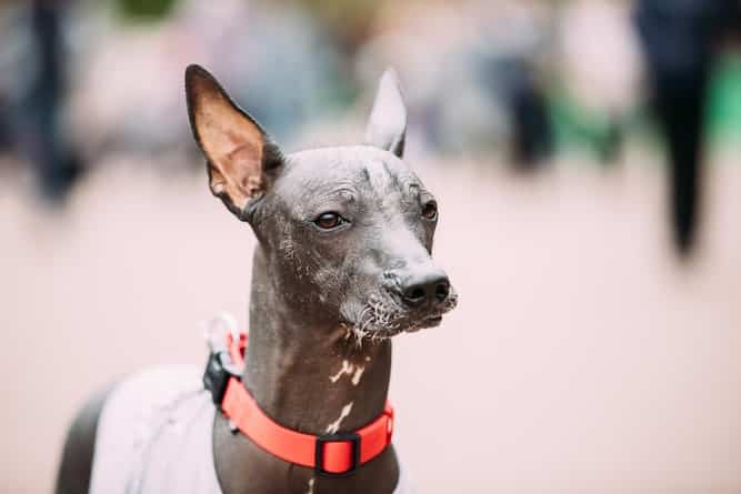 Headshot Photo of Xoloitzcuintli Skinless Dog