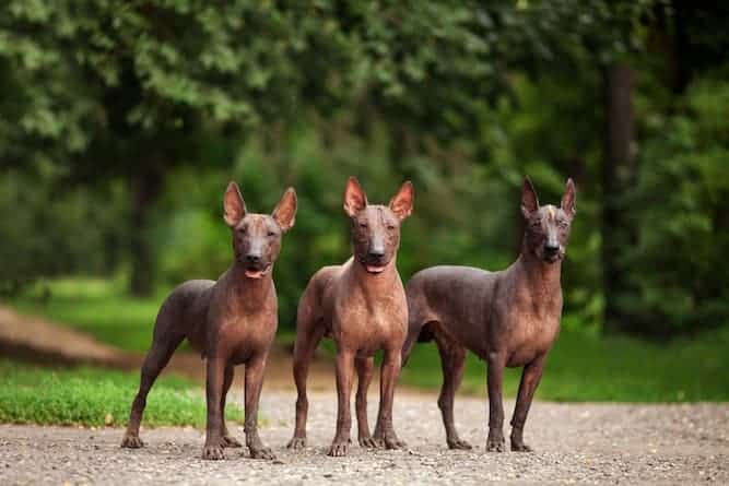 Photo of Three Xoloitzcuintli Standing Outdoors | Attentive Xoloitzcuintli Temperament