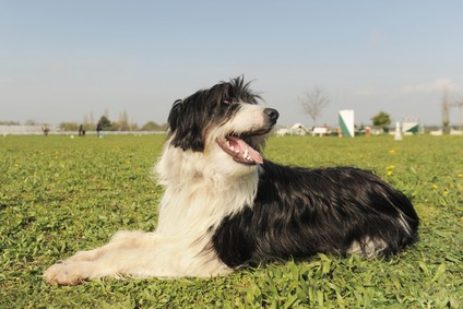 Photo of Bearded Collie Field