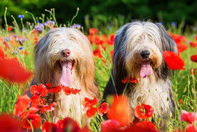 Photo of Two Bearded Collies in Flower Garden