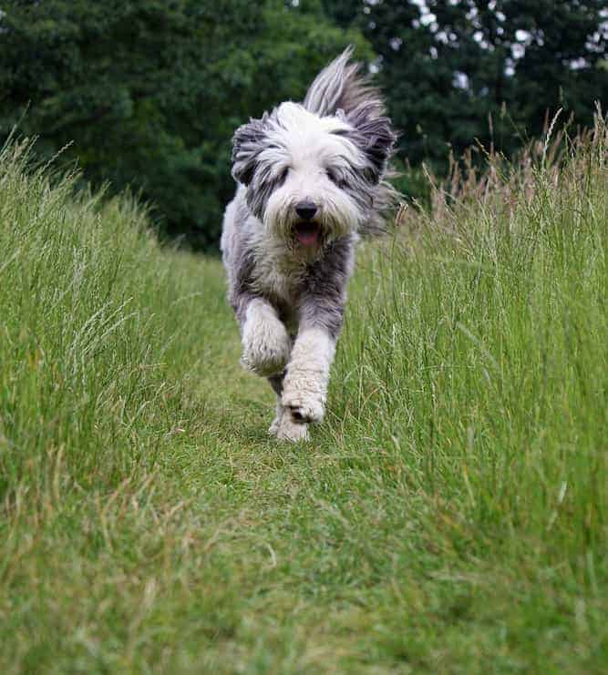 Photo of A Bearded Collie Running in Field