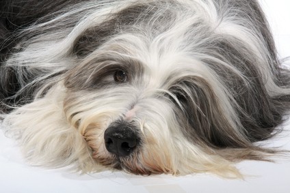 Photo of Bearded Collie Resting