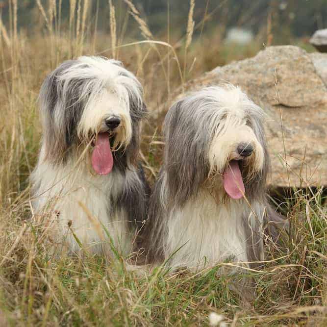Photo of Two Bearded Collies Outdoor