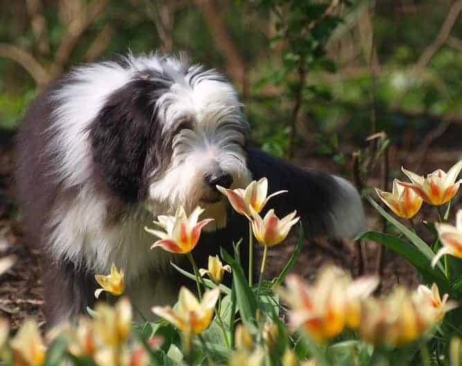 Photo of Bearded Collie in Flower Garden