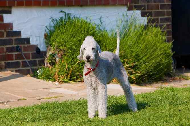 Photo of Bedlington Terrier Outdoor | Dog Temperament