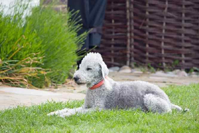Photo of Bedlington Terrier resting outdoor on lawn | Dog Temperament