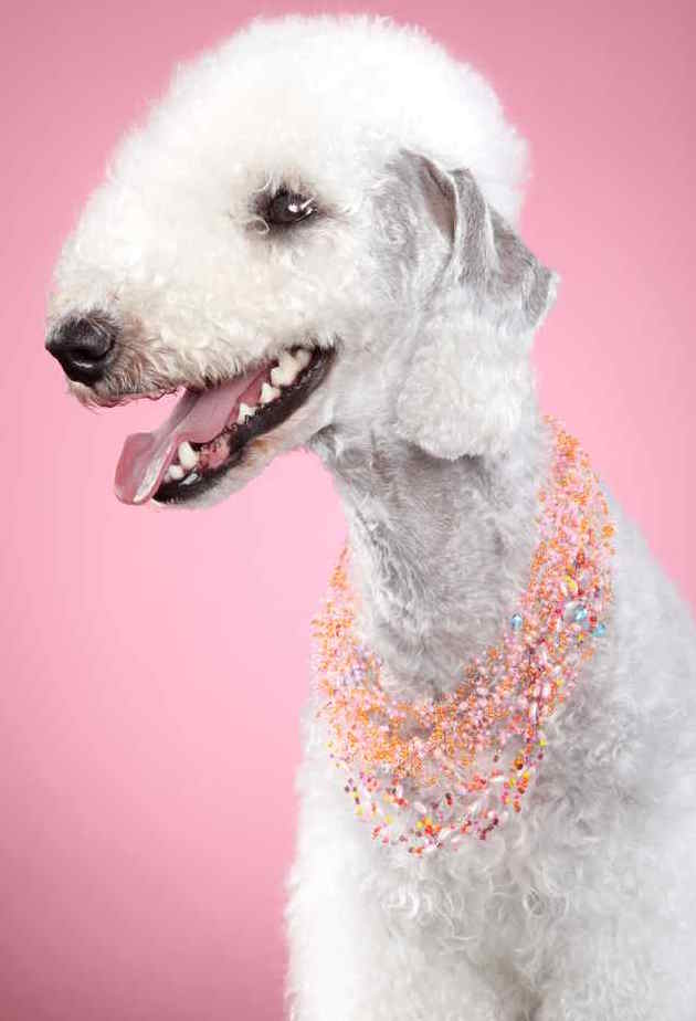 Photo of Bedlington Terrier | Dog Temperament