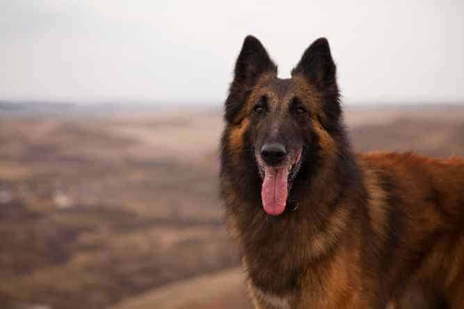 Photo of Belgian Tervuren| Dog Temperament