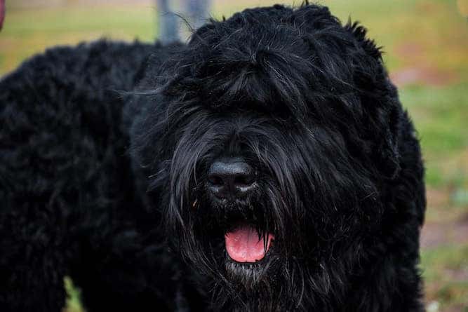 Photo of Black Russian Terrier
